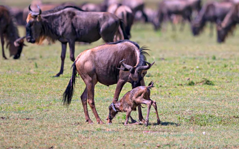 Calving Season Safaris in Ndutu – Why It’s a Photographer’s Dream