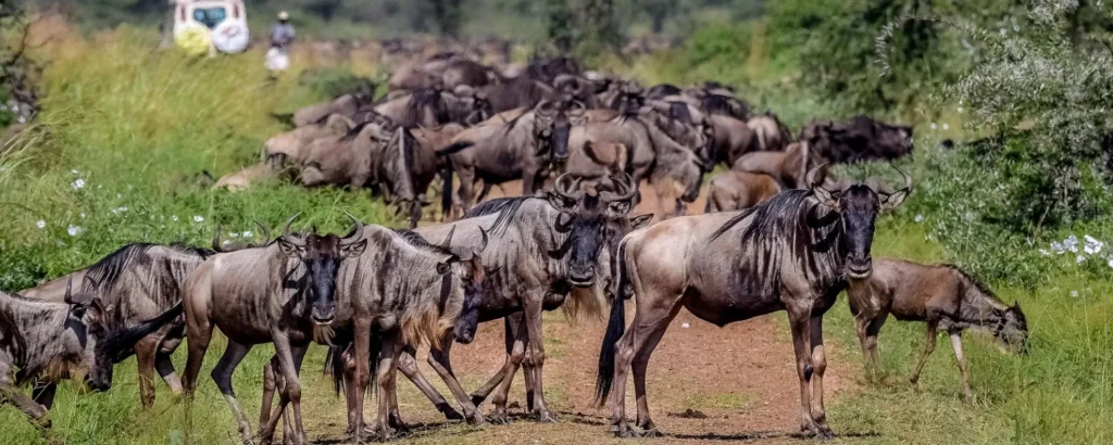 Family-Friendly Wildebeest Migration Safaris in Tanzania