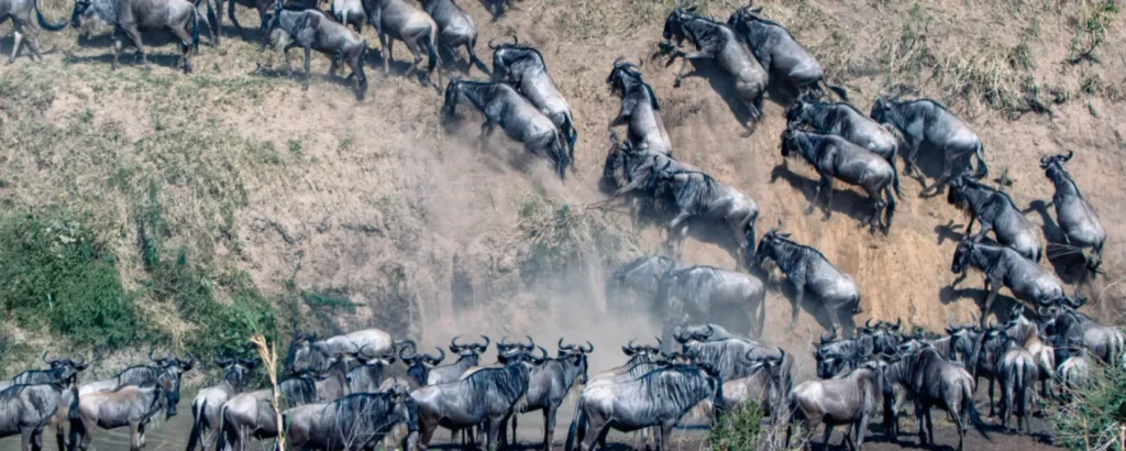How Climate Affects the Wildebeest Migration Patterns