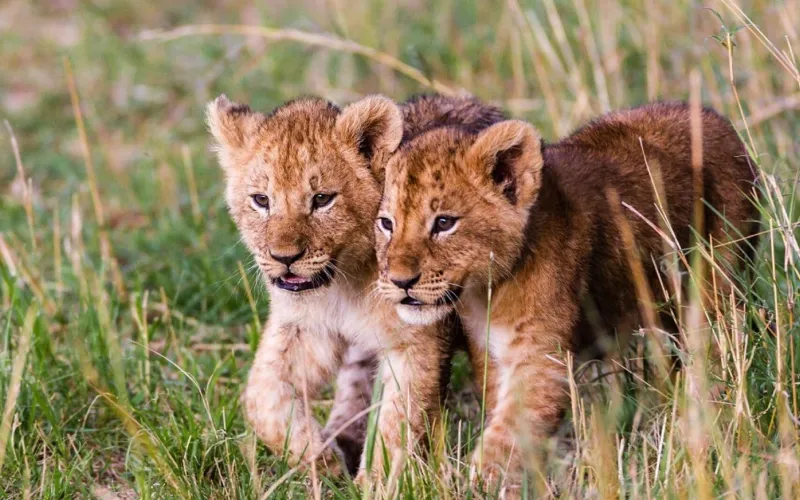 How Long Should Your Tanzania Safari Be?