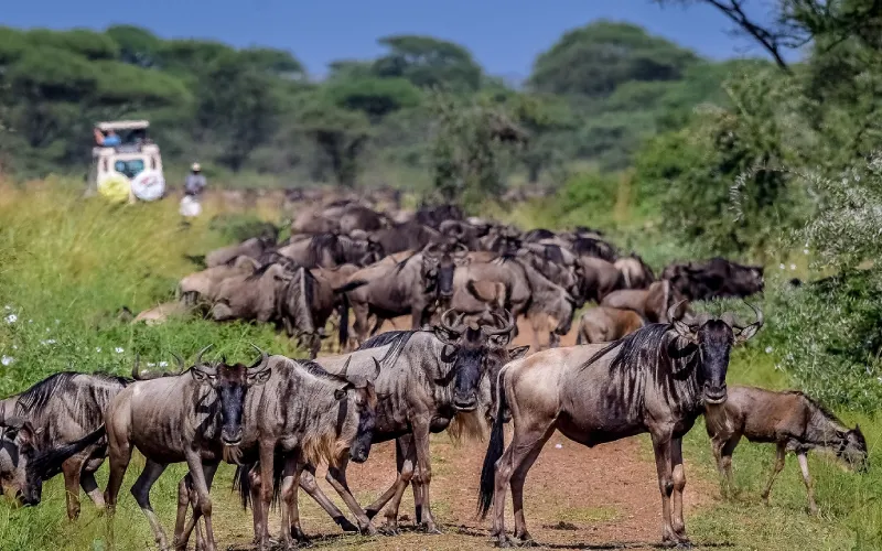 Luxury Fly-In Migration Safaris in Serengeti