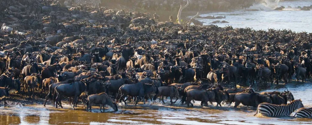 Luxury Fly-In Migration Safaris in Serengeti