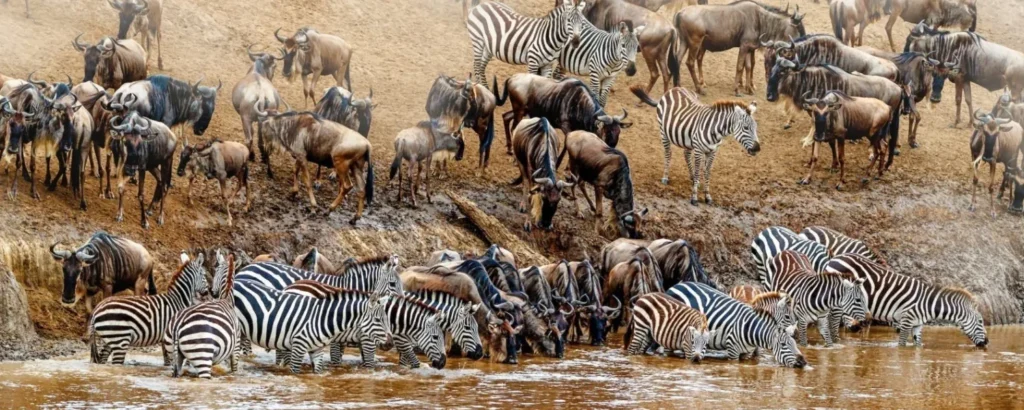 Luxury Migration Safaris in Tanzania