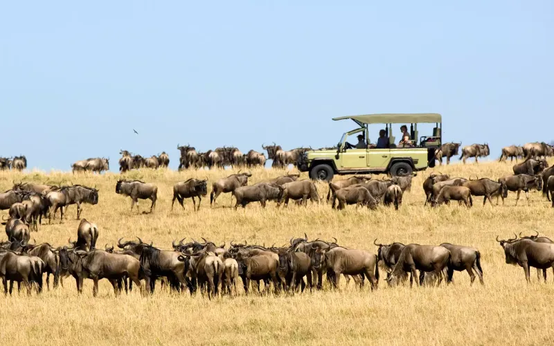Luxury Migration Safaris in Tanzania – What Makes Them Special
