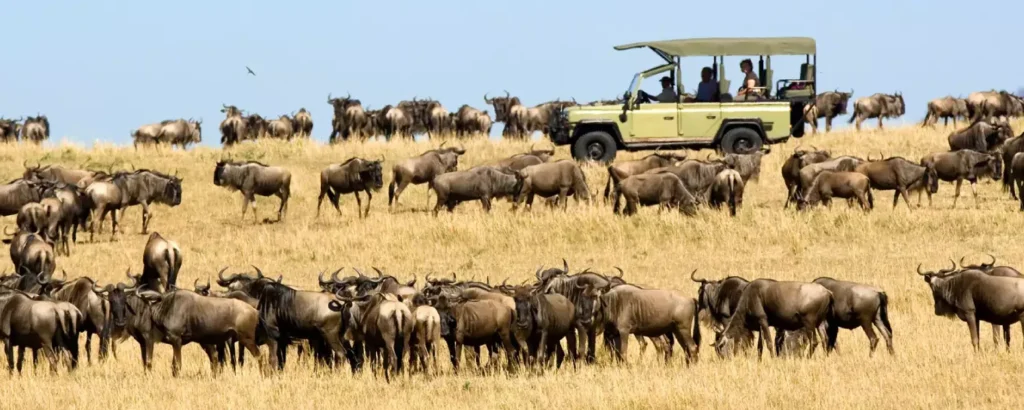Migration Safari Mistakes Travelers Should Avoid