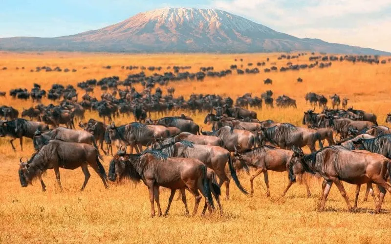 Migration Safari Weather Guide by Region