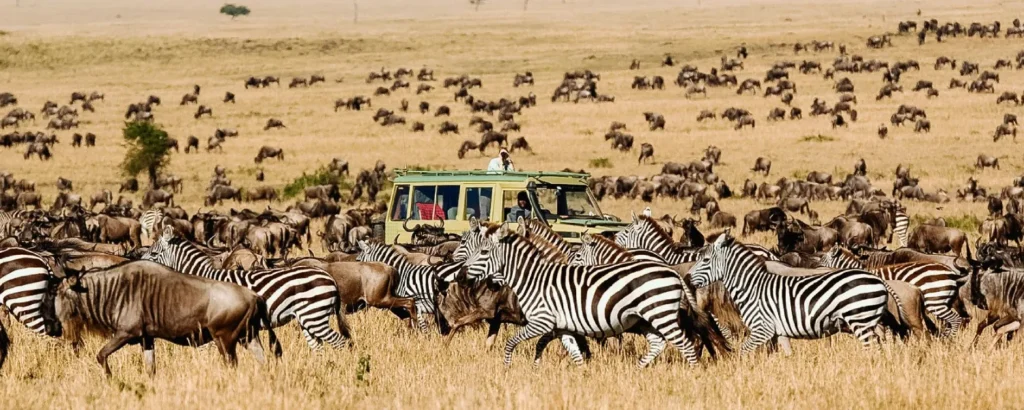 Migration Safari Weather Guide by Region