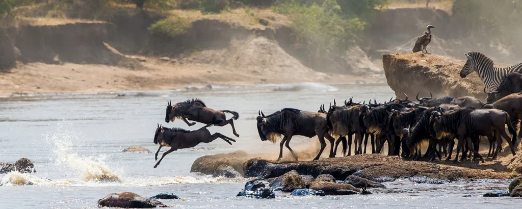 Migration Safari for First-Time Visitors
