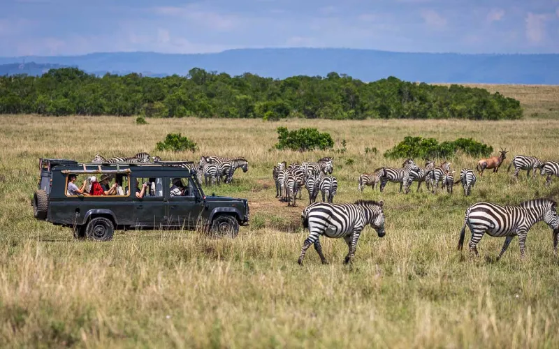 Migration Safari for First-Time Visitors – What to Expect Daily