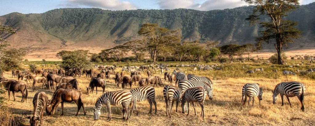Migration Safaris Combined with Ngorongoro Crater