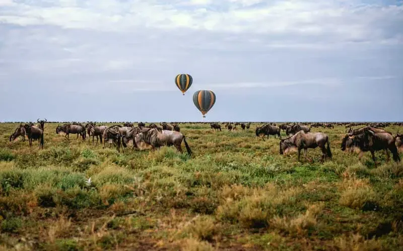 Migration Safaris with Hot Air Balloon Add-On