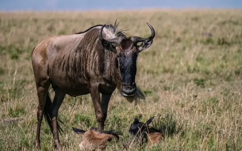 Month-by-Month Guide to the Wildebeest Migration in Serengeti