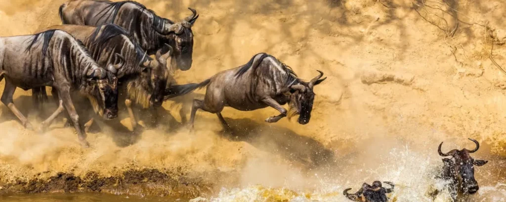Month by Month Guide to the Wildebeest Migration in the Serengeti