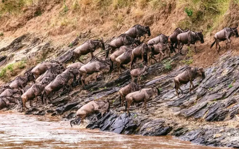 Northern vs Southern Serengeti Migration Experiences