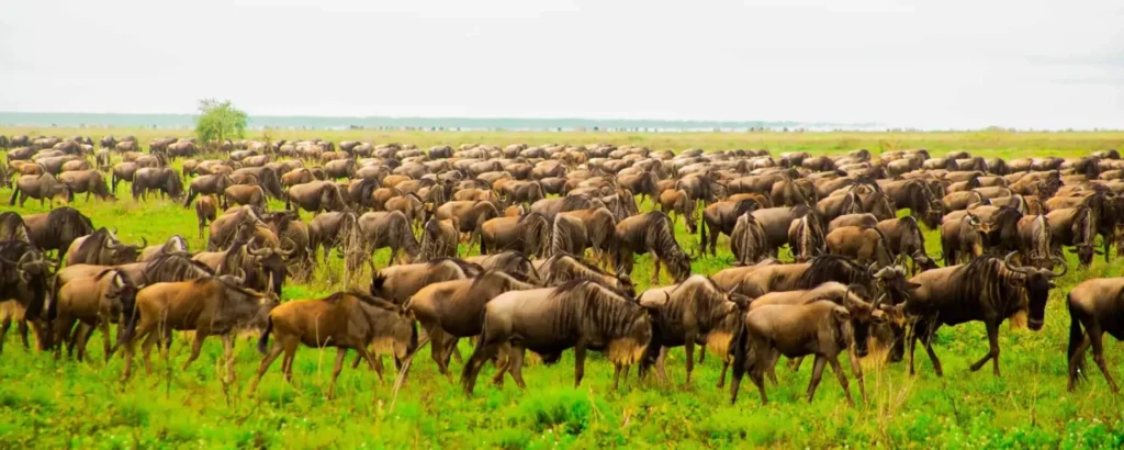 Northern vs Southern Serengeti Migration Experiences