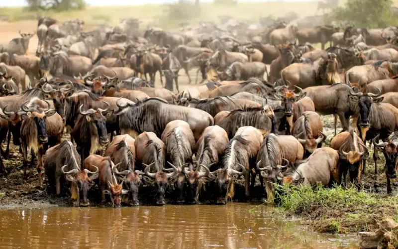 River Crossings Explained: Mara vs Grumeti Rivers