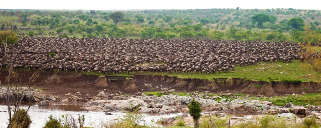 River Crossings Explained: Mara vs Grumeti Rivers