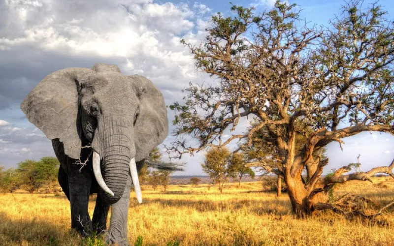 Safari Planning Timeline – When to Book and Why