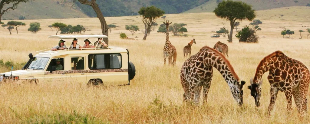 Safari Planning Timeline – When to Book and Why