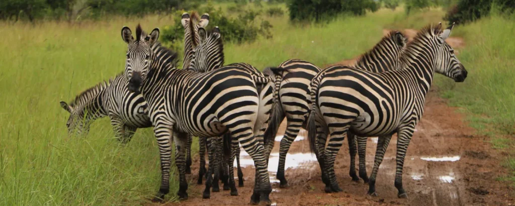 Safari Routes Explained: Northern vs Southern Circuit