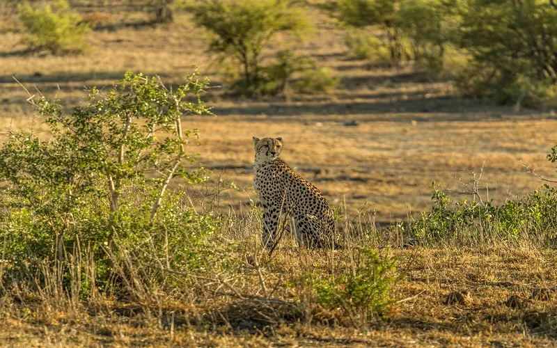 Safari Travel Insurance – Why It Matters
