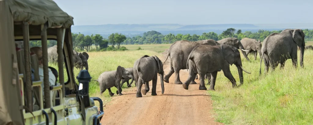 Safari Travel Insurance – Why It Matters