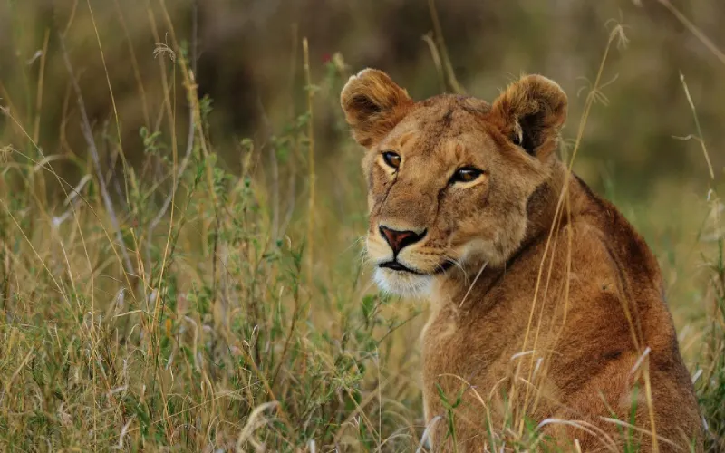 Safari from Arusha – Best Multi-Day Options