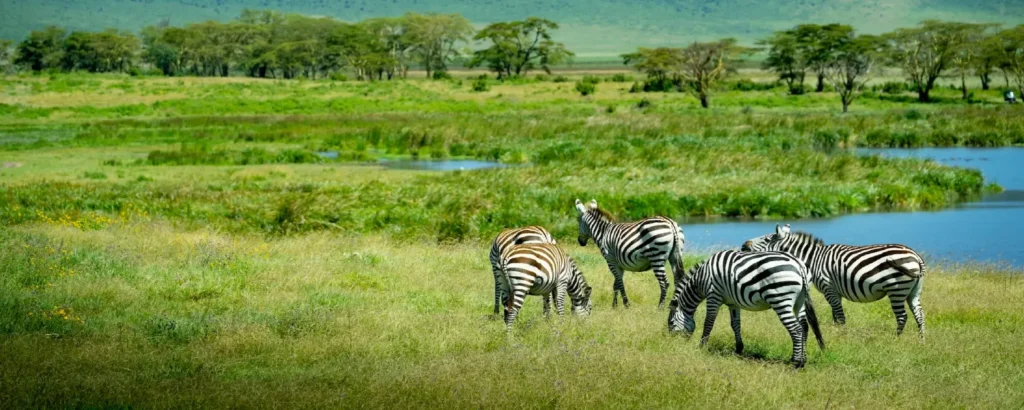 Safari from Arusha – Best Multi-Day Options