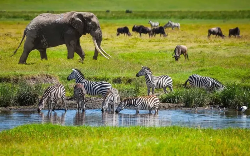 Safari with Conservation Projects in Tanzania