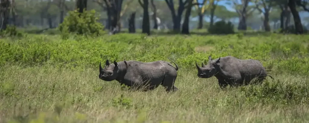 Safari with Conservation Projects in Tanzania
