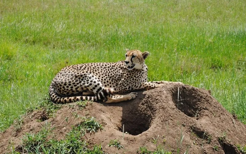 Tanzania Safari During Green Season – Hidden Benefits