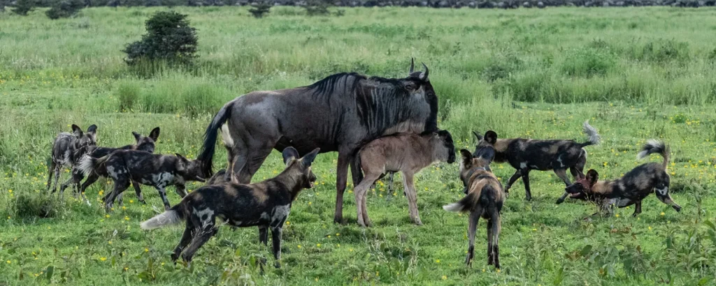 Tanzania Safari During Green Season – Hidden Benefits