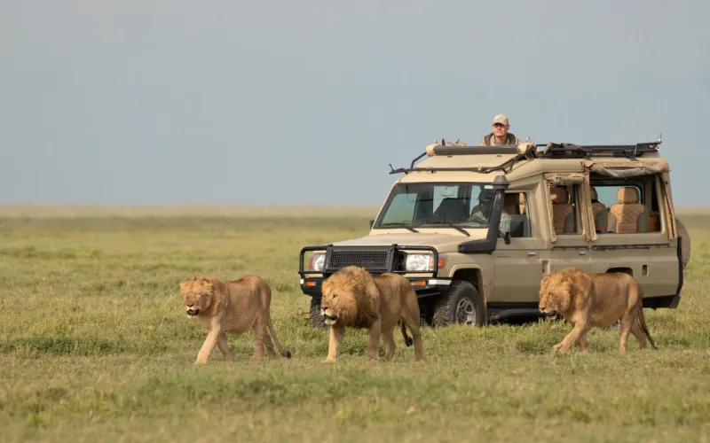Tanzania Safari Travel Mistakes to Avoid