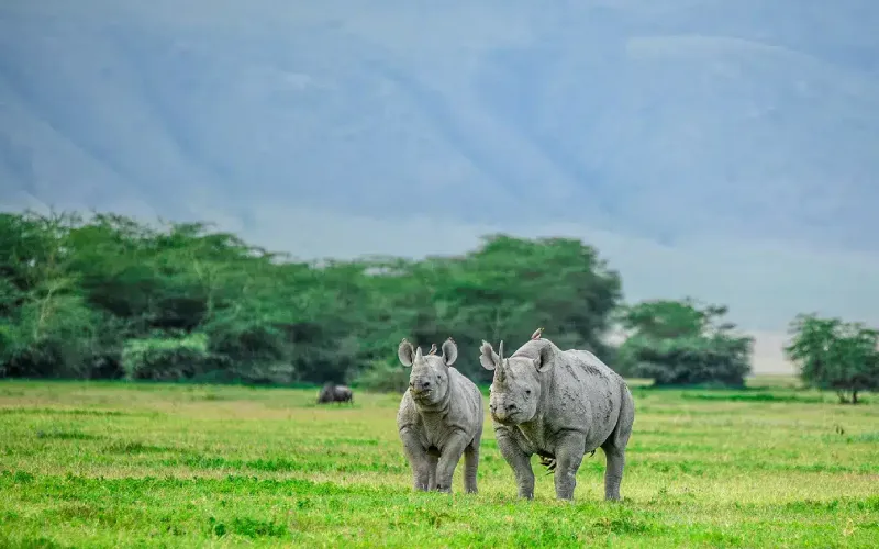 Tanzania Safari for Nature Lovers Beyond the Big Five