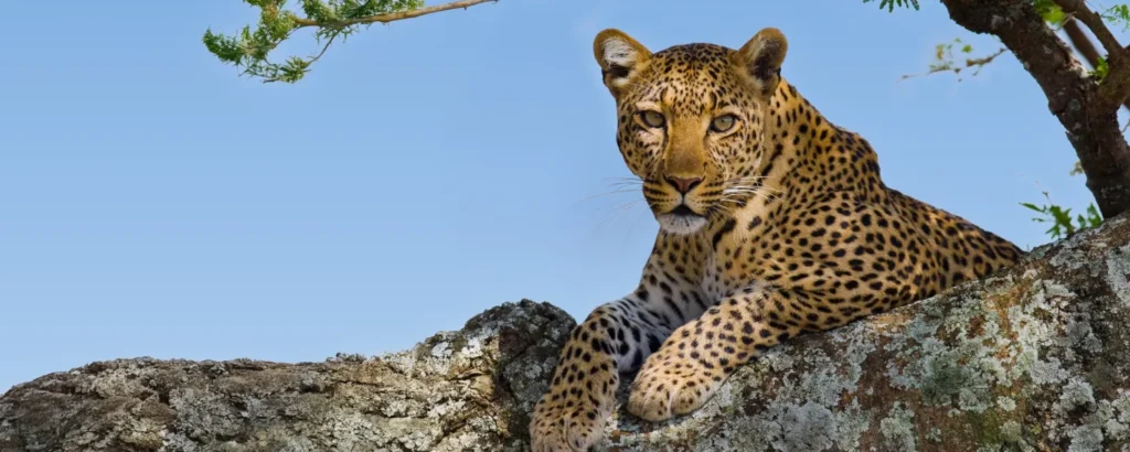 Tanzania Safari for Nature Lovers Beyond the Big Five