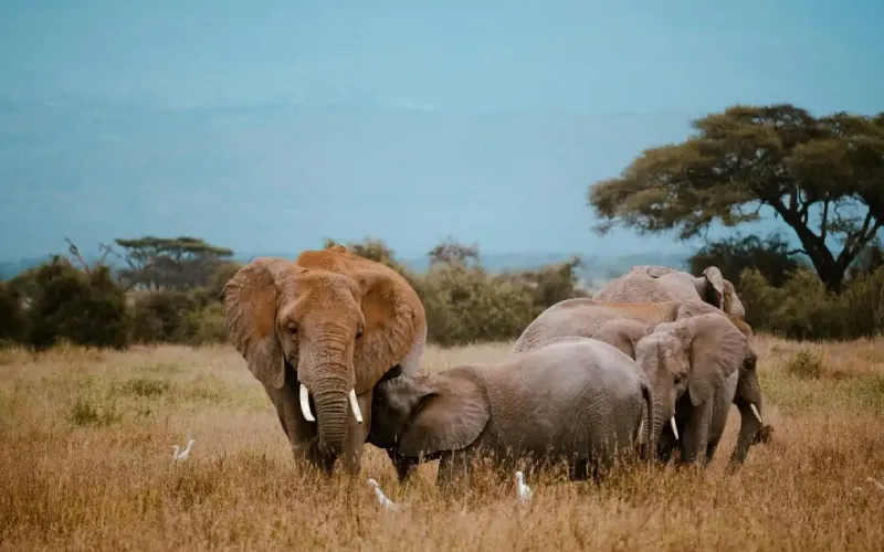 What Makes Tanzania the Best Safari Destination in Africa?