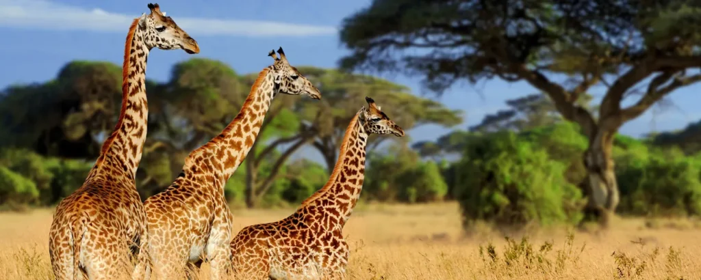 What Makes Tanzania the Best Safari Destination in Africa?