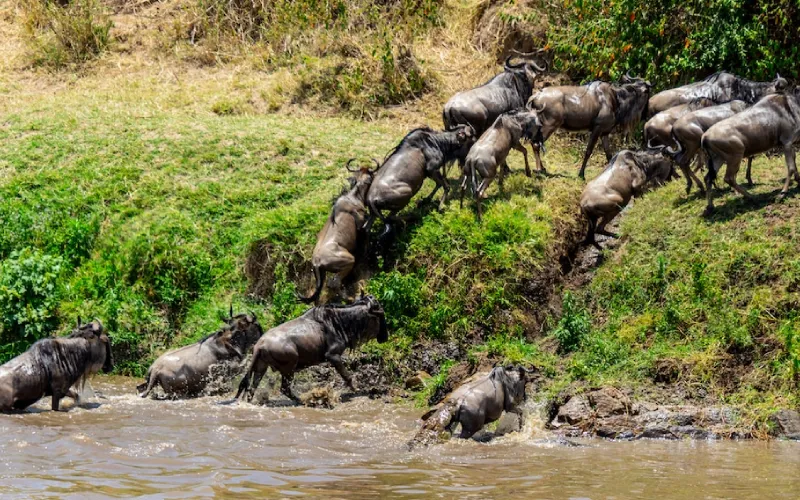 Why Serengeti Migration Is the World’s Greatest Wildlife Show