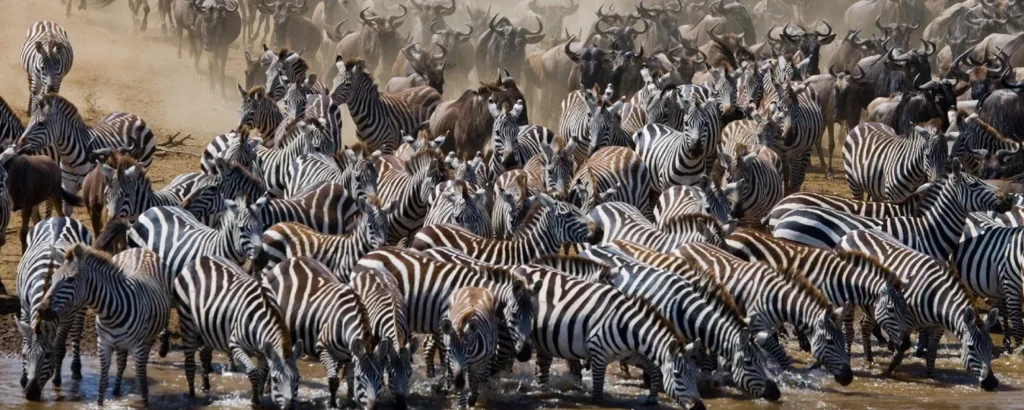 Why Serengeti Migration Is the World’s Greatest Wildlife Show
