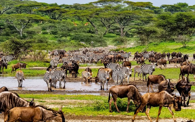 Wildebeest Migration Photography Secrets from Safari Guides
