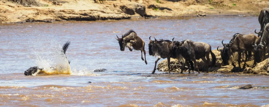 Wildebeest Migration vs Kenya Migration – Key Differences Explained