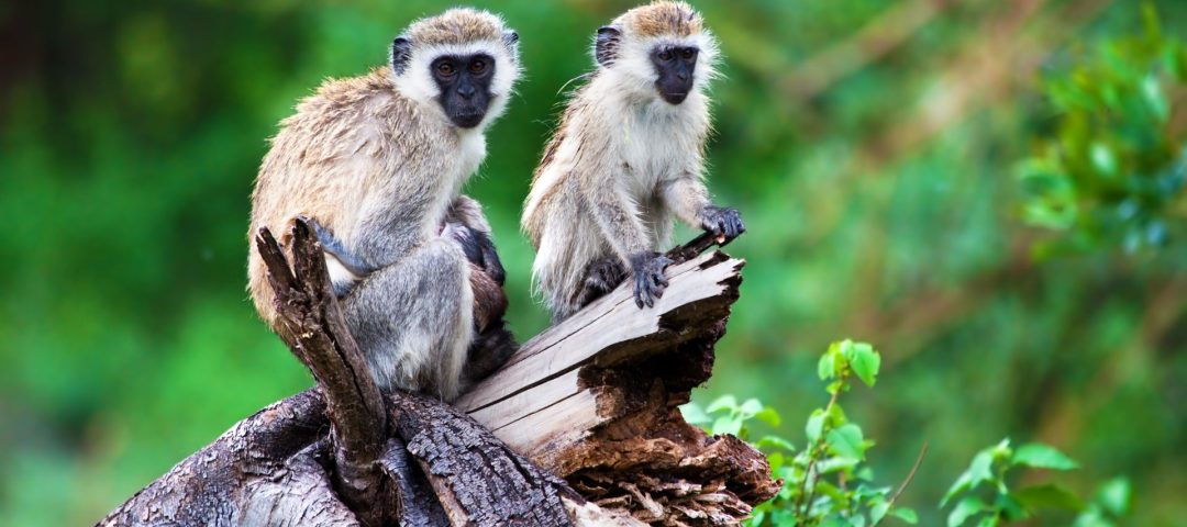 Lake Manyara National Park
