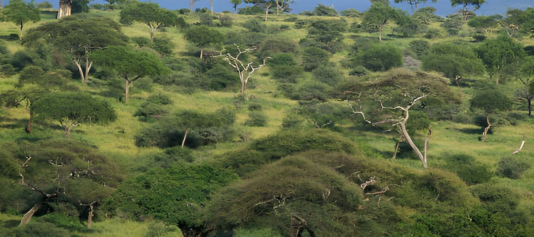 Saadani-NP
