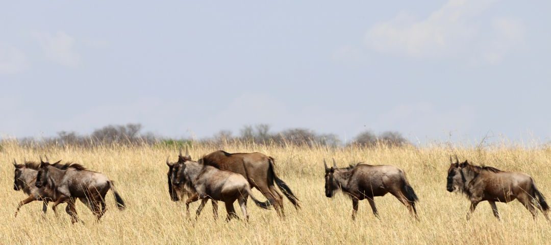 Serengeti National Park