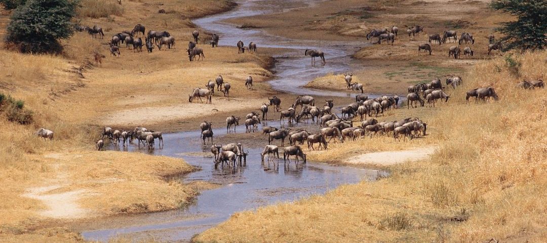 Tarangire National Park